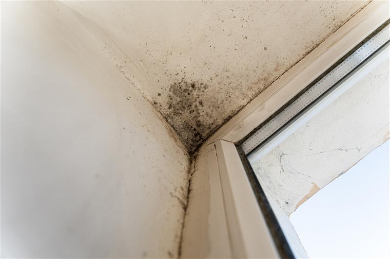 Black mould growing in the corner above a window frame on a white wall.