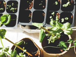 pots of plants on a table