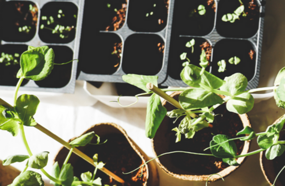 pots of plants on a table
