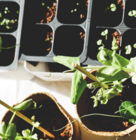 pots of plants on a table
