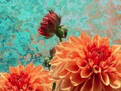 orange flower on a colourful background