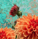 orange flower on a colourful background