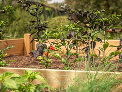Raised garden bed with pepper plants growing in soil.