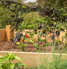 Raised garden bed with pepper plants growing in soil.