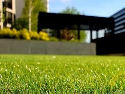 Close-up view of green grass in a summer garden