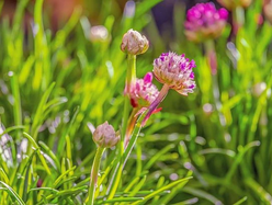 Pink and white flowers blooming among green grass-like leaves in sunlight.