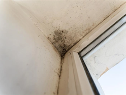 Mould growing in the corner of a wall near a window frame.