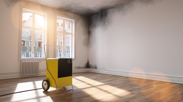 Yellow industrial dehumidifier in a sunlit room with damp and mould patches on the walls.
