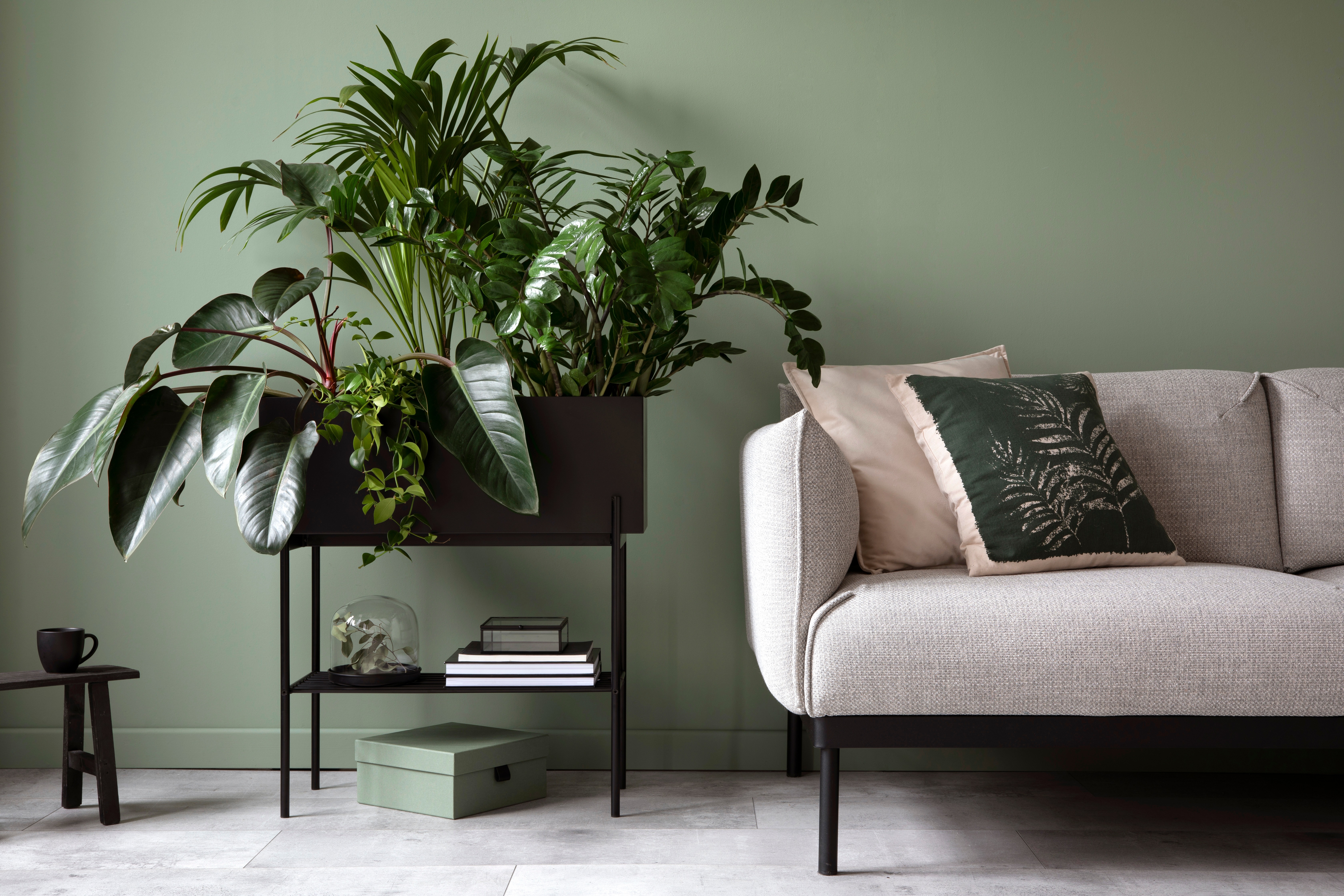 Stylish living room with a grey sofa, green accent wall, and a large plant stand filled with indoor greenery.